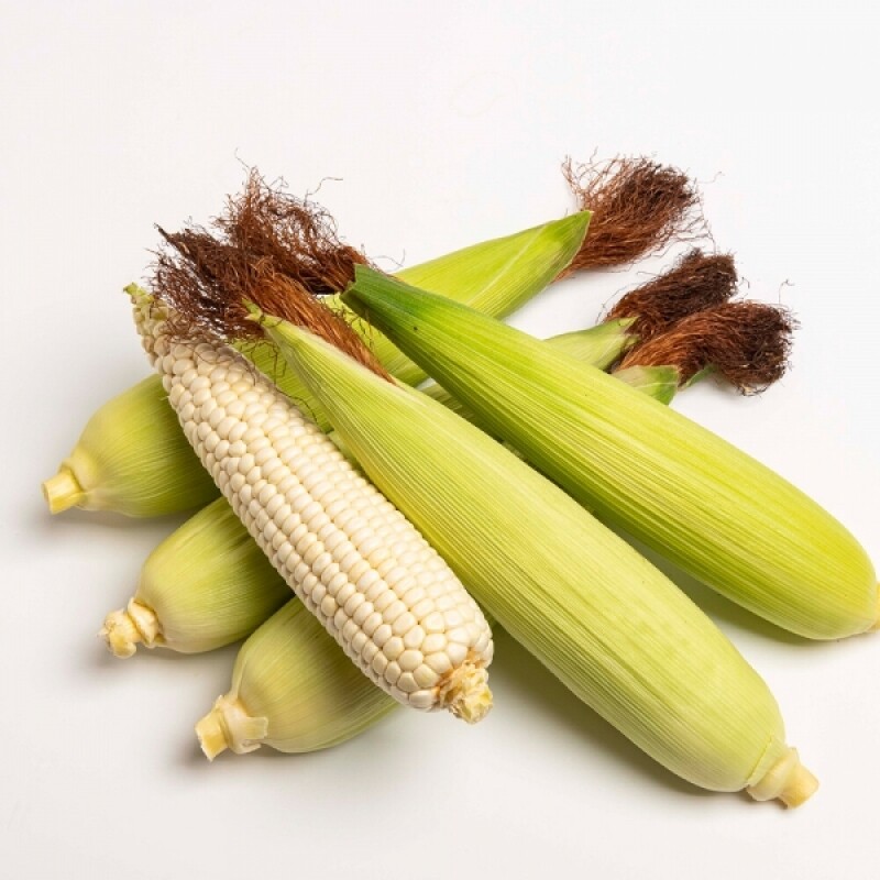 강원 팜투테이블,평창 찰옥수수