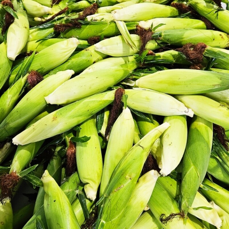 강원 팜투테이블,평창 찰옥수수